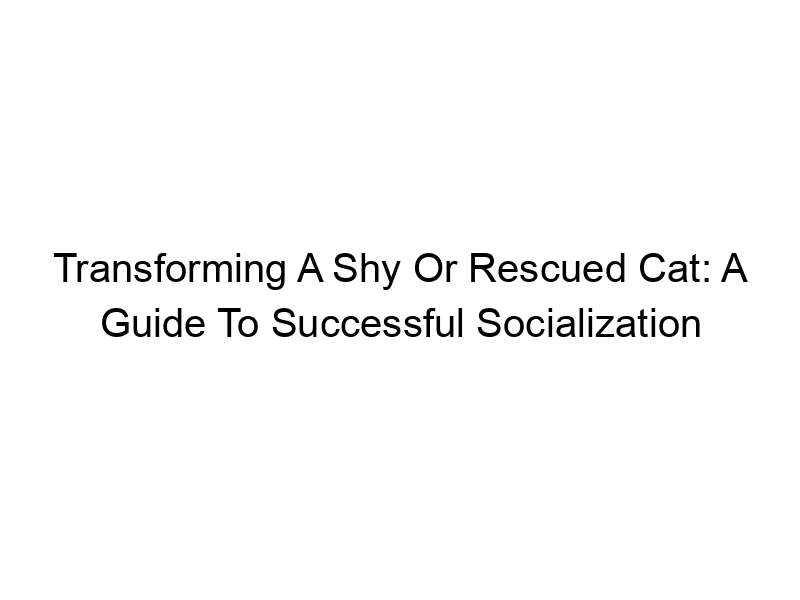 Read more about the article Transforming A Shy Or Rescued Cat: A Guide To Successful Socialization