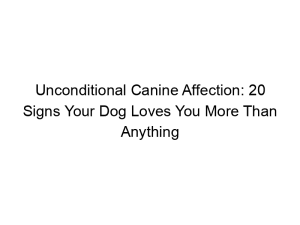 Read more about the article Unconditional Canine Affection: 20 Signs Your Dog Loves You More Than Anything