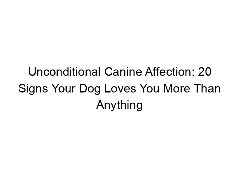 Read more about the article Unconditional Canine Affection: 20 Signs Your Dog Loves You More Than Anything