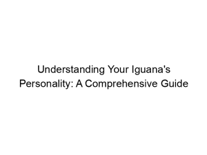 Read more about the article Understanding Your Iguana’s Personality: A Comprehensive Guide