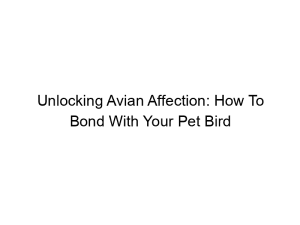Read more about the article Unlocking Avian Affection: How To Bond With Your Pet Bird