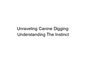 Read more about the article Unraveling Canine Digging: Understanding The Instinct