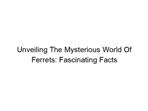 Read more about the article Unveiling The Mysterious World Of Ferrets: Fascinating Facts