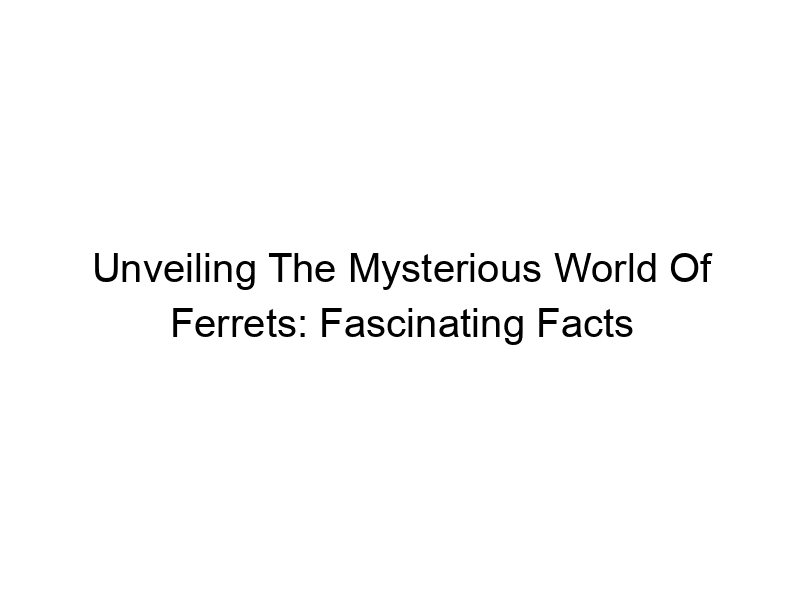 Read more about the article Unveiling The Mysterious World Of Ferrets: Fascinating Facts