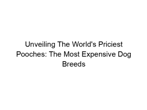 Read more about the article Unveiling The World’s Priciest Pooches: The Most Expensive Dog Breeds
