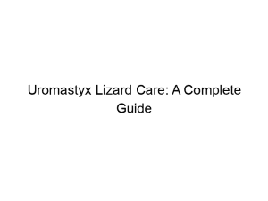 Read more about the article Uromastyx Lizard Care: A Complete Guide