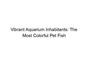 Read more about the article Vibrant Aquarium Inhabitants: The Most Colorful Pet Fish