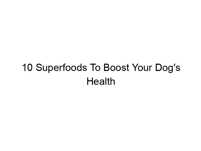 Read more about the article 10 Superfoods To Boost Your Dog’s Health