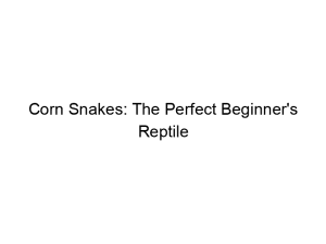 Read more about the article Corn Snakes: The Perfect Beginner’s Reptile