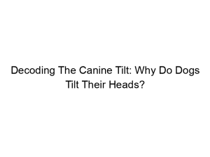 Read more about the article Decoding The Canine Tilt: Why Do Dogs Tilt Their Heads?