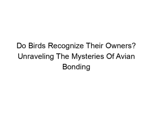 Read more about the article Do Birds Recognize Their Owners? Unraveling The Mysteries Of Avian Bonding