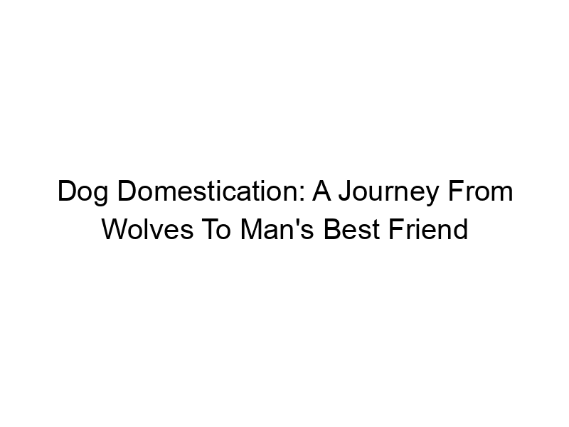 Read more about the article Dog Domestication: A Journey From Wolves To Man’s Best Friend
