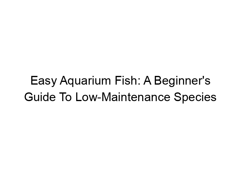 Read more about the article Easy Aquarium Fish: A Beginner’s Guide To Low-Maintenance Species