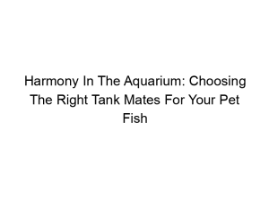 Read more about the article Harmony In The Aquarium: Choosing The Right Tank Mates For Your Pet Fish