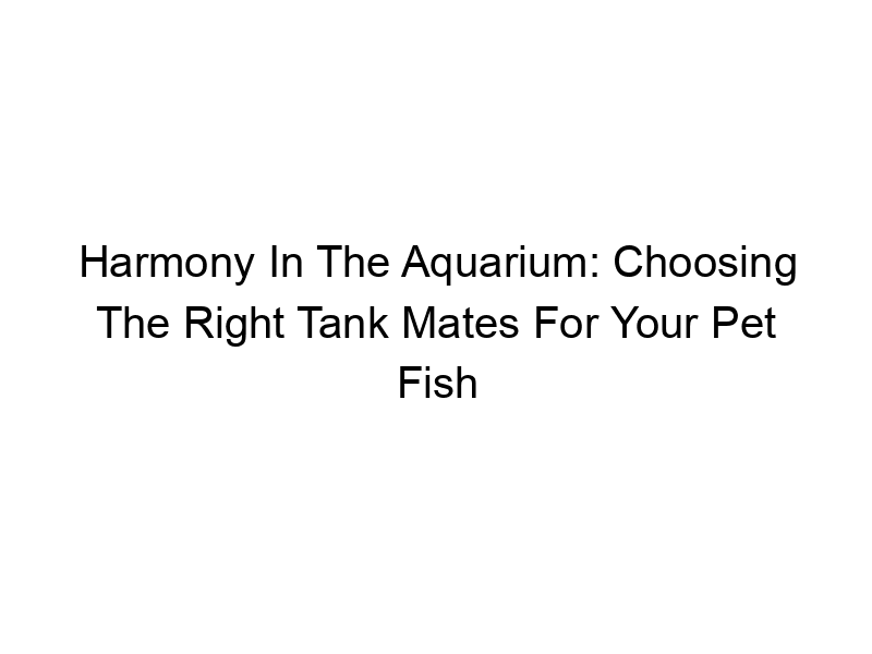 Read more about the article Harmony In The Aquarium: Choosing The Right Tank Mates For Your Pet Fish