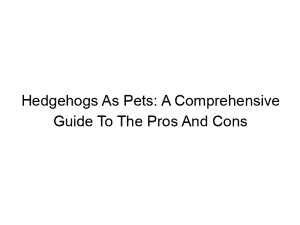 Read more about the article Hedgehogs As Pets: A Comprehensive Guide To The Pros And Cons