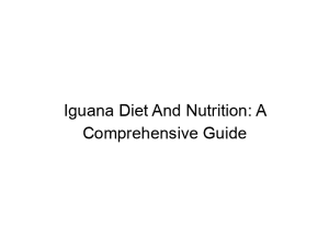 Read more about the article Iguana Diet And Nutrition: A Comprehensive Guide