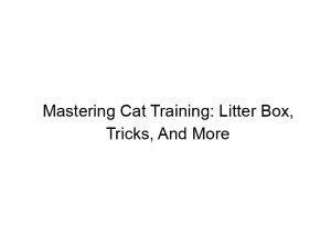 Read more about the article Mastering Cat Training: Litter Box, Tricks, And More
