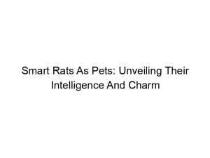 Read more about the article Smart Rats As Pets: Unveiling Their Intelligence And Charm