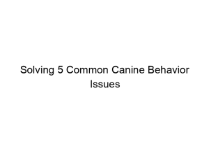 Read more about the article Solving 5 Common Canine Behavior Issues