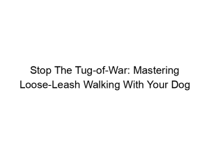 Read more about the article Stop The Tug-of-War: Mastering Loose-Leash Walking With Your Dog