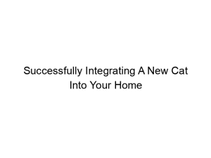Read more about the article Successfully Integrating A New Cat Into Your Home