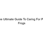 The Ultimate Guide To Caring For Pet Frogs