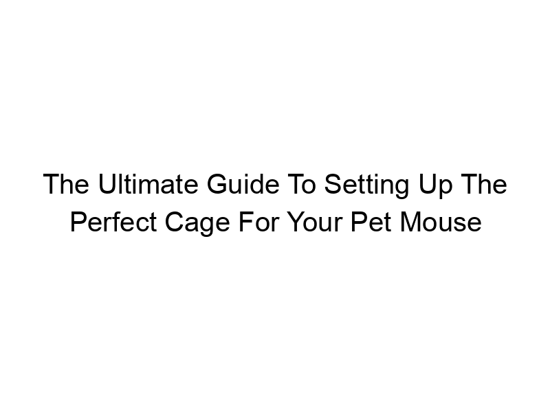 Read more about the article The Ultimate Guide To Setting Up The Perfect Cage For Your Pet Mouse