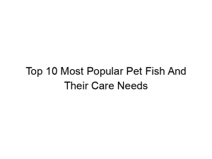 Read more about the article Top 10 Most Popular Pet Fish And Their Care Needs