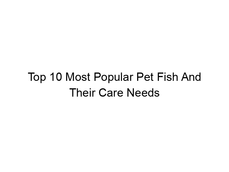 Read more about the article Top 10 Most Popular Pet Fish And Their Care Needs