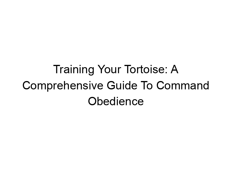 Read more about the article Training Your Tortoise: A Comprehensive Guide To Command Obedience