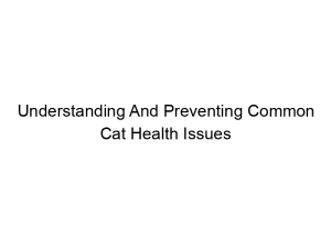 Read more about the article Understanding And Preventing Common Cat Health Issues